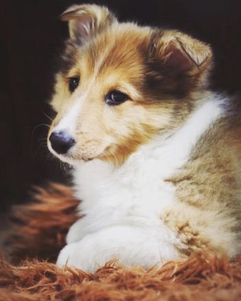 Wir erwarten Ende April unseren ersten Collie Wurf,