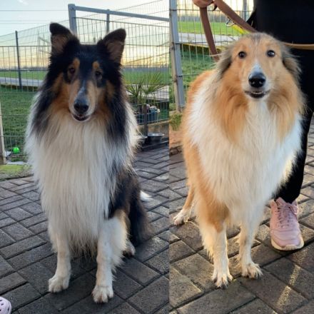 Wir erwarten Ende April unseren ersten Collie Wurf,