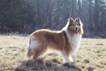 Wir erwarten Ende April unseren ersten Collie Wurf,