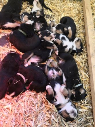 Unsere reinrassige Schweizer Sennenhündin ( 4 Jahre)