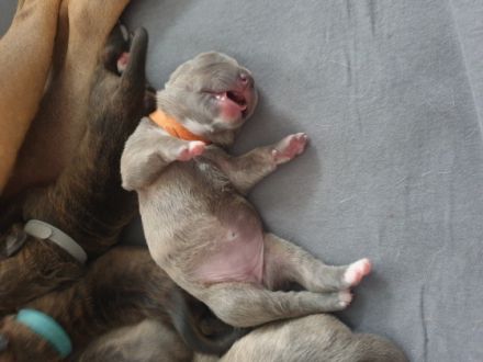 Am 27.03.22 hat unsere liebevolle, verschmuste und