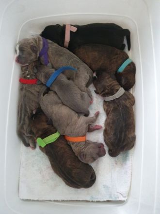 Am 27.03.22 hat unsere liebevolle, verschmuste und