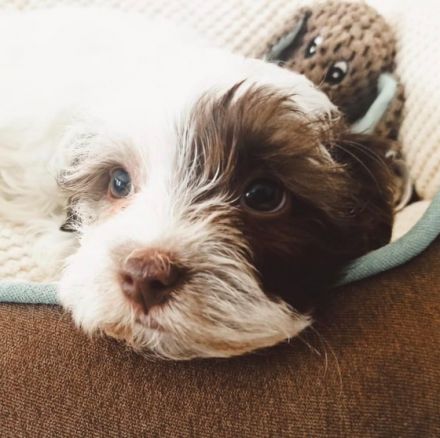 Unsere Bolonka Zwetna Hündin hat am 12.Januar