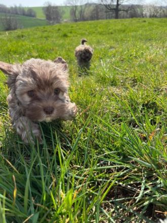 Unsere Bolonka Zwetna Hündin hat am 12.Januar
