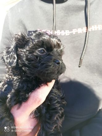 Unsere Bolonka Zwetna Hündin hat am 12.Januar