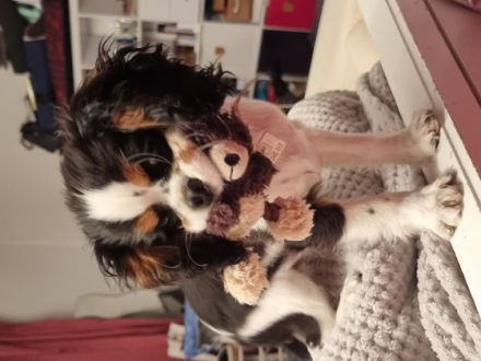 Cavalier King Charles, 5 Monate, Rüde, Trikolor, sucht