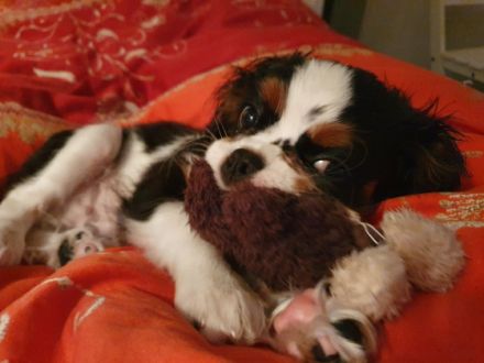 Cavalier King Charles, 5 Monate, Rüde, Trikolor, sucht