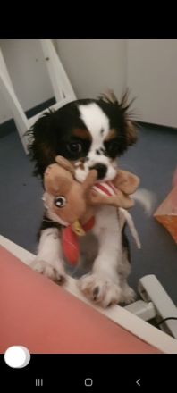 Cavalier King Charles, 5 Monate, Rüde, Trikolor, sucht