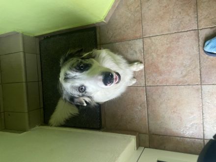 Romeo, Border Collie