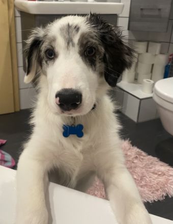 Romeo, Border Collie