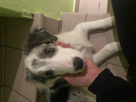 Romeo, Border Collie