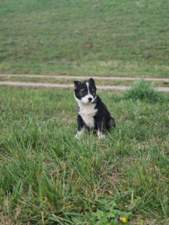 Am 08.02.2022 erblickten 5 kleine Laikawelpen die Welt.