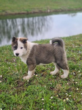 Am 08.02.2022 erblickten 5 kleine Laikawelpen die Welt.