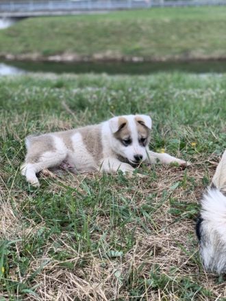 Am 08.02.2022 erblickten 5 kleine Laikawelpen die Welt.