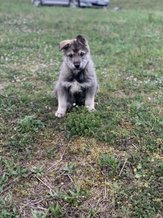 Am 08.02.2022 erblickten 5 kleine Laikawelpen die Welt.