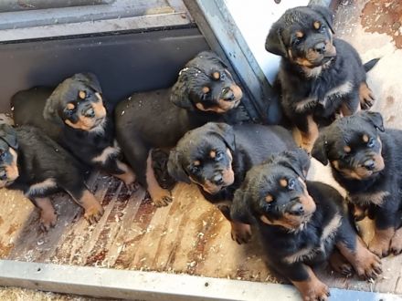 Reservierung nur gegen eine Anzahlung von 50% Bei