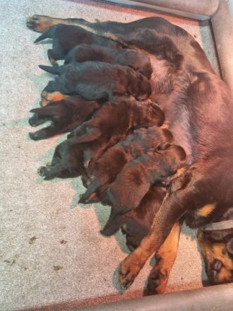 Reservierung nur gegen eine Anzahlung von 50% Bei