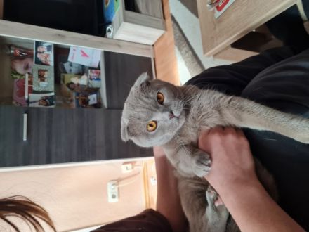 BKH, Wir suchen ein neues Zuhause für unseren Kater Er