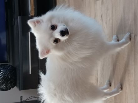 Wir verkaufen unseren geliebten Lucky. Er ist sehr