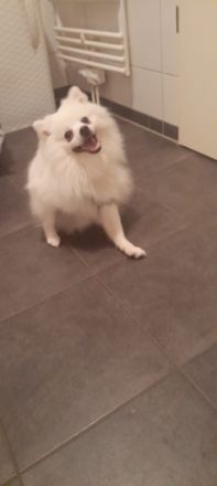 Wir verkaufen unseren geliebten Lucky. Er ist sehr