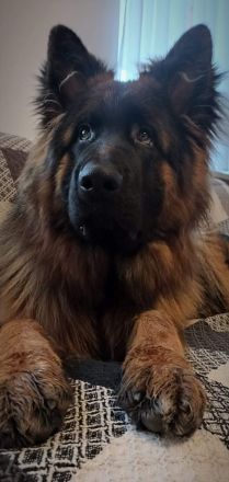 Deckrüde Ben vom Urdonautal