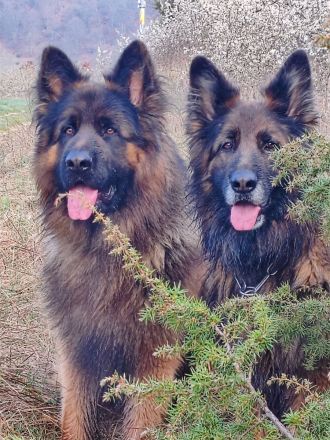 Deckrüde Ben vom Urdonautal