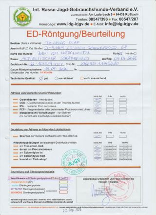 Deckrüde Ben vom Urdonautal