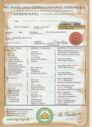 Deckrüde Ben vom Urdonautal