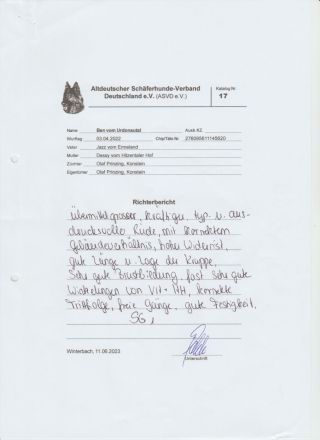 Deckrüde Ben vom Urdonautal