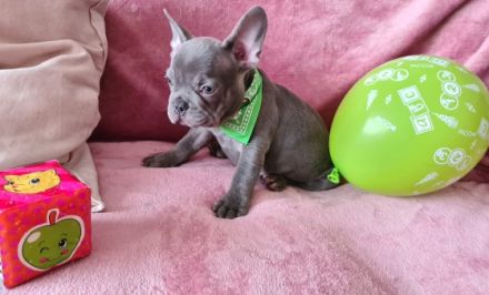 Hallöchen Unsere kleine, tapsige Bande ist bereit