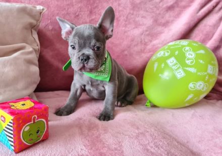 Hallöchen Unsere kleine, tapsige Bande ist bereit