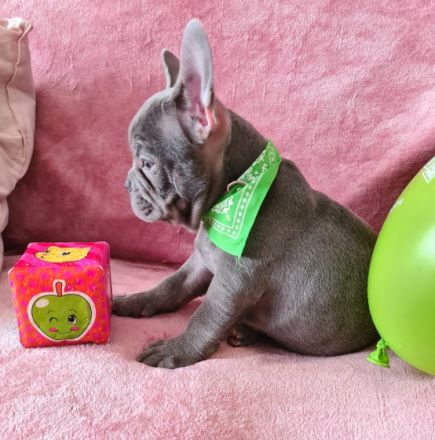 Hallöchen Unsere kleine, tapsige Bande ist bereit