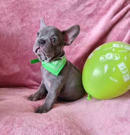 Hallöchen Unsere kleine, tapsige Bande ist bereit
