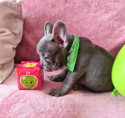 Hallöchen Unsere kleine, tapsige Bande ist bereit