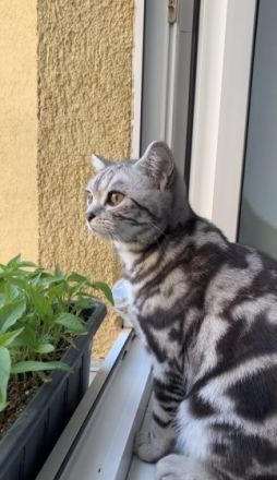 Hallo ihr lieben, wir haben 4 wunderschöne Kitten am 24