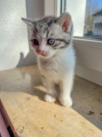 Hallo ihr lieben, wir haben 4 wunderschöne Kitten am 24