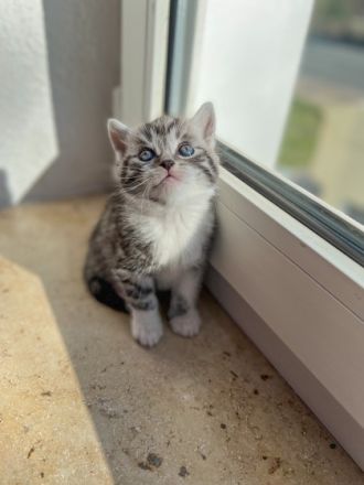 Hallo ihr lieben, wir haben 4 wunderschöne Kitten am 24