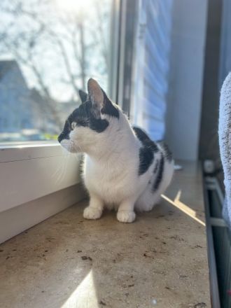 Hallo ihr lieben, wir haben 4 wunderschöne Kitten am 24