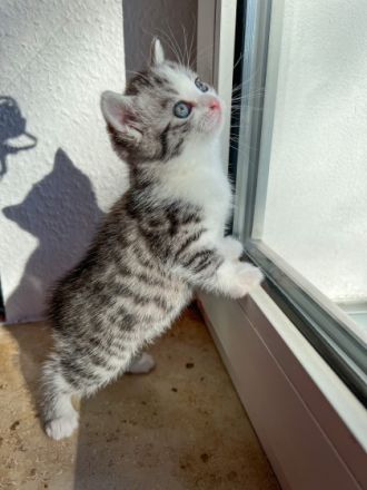 Hallo ihr lieben, wir haben 4 wunderschöne Kitten am 24