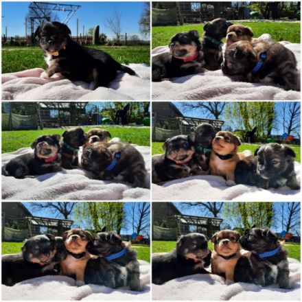 Am 22.03.2022 hat unsere Sura 6 Süße Welpen geboren. Es