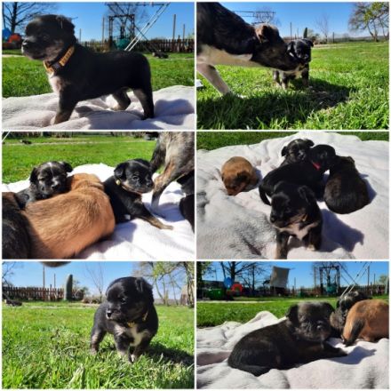 Am 22.03.2022 hat unsere Sura 6 Süße Welpen geboren. Es