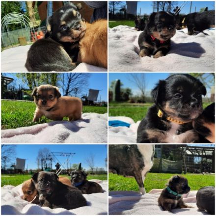 Am 22.03.2022 hat unsere Sura 6 Süße Welpen geboren. Es