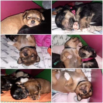 Am 22.03.2022 hat unsere Sura 6 Süße Welpen geboren. Es