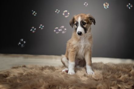 Wir sind Hobbyzüchter der Rasse Silken Windsprite und