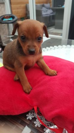 3 kleine, verspielte Familien freundlichen Welpen