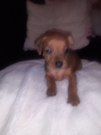 3 kleine, verspielte Familien freundlichen Welpen