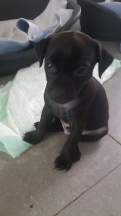 3 kleine, verspielte Familien freundlichen Welpen