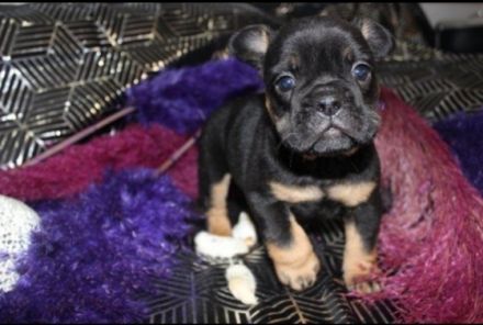 Hallo wir hätten 6 Französischen Bulldoggen Welpen von