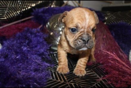 Hallo wir hätten 6 Französischen Bulldoggen Welpen von