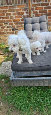 Unsere hundedame hat ein wunderschönes Mädel zur Welt